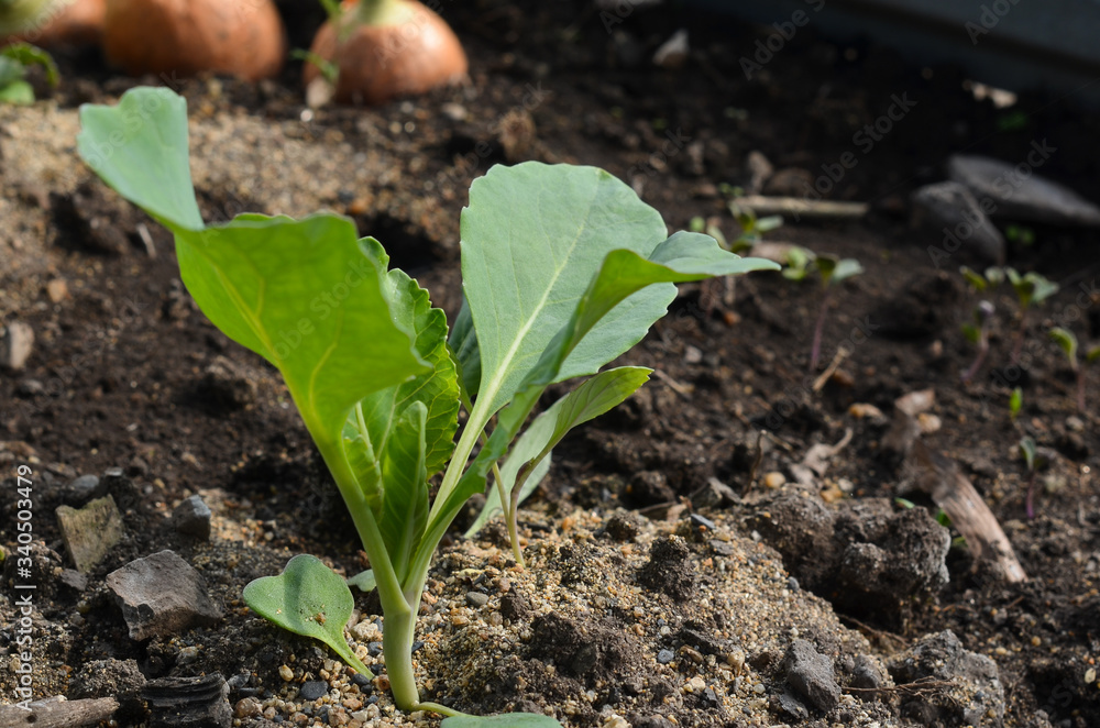 Radishes grow from the ground in the garden in the greenhouse. Healthy and organic food products Radishes grow from the ground in the garden in the greenhouse. Healthy and organic food products