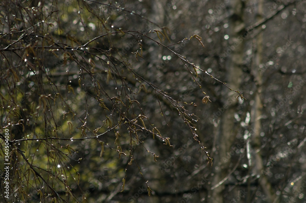Spring tree branches with buds Spring tree branches with buds