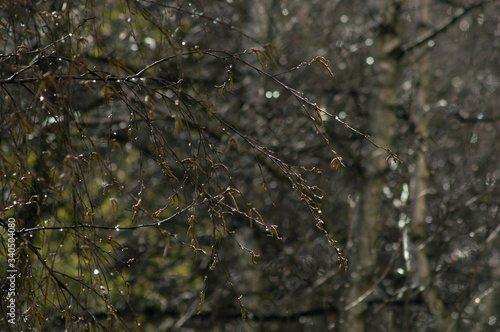 Spring tree branches with buds © makstar