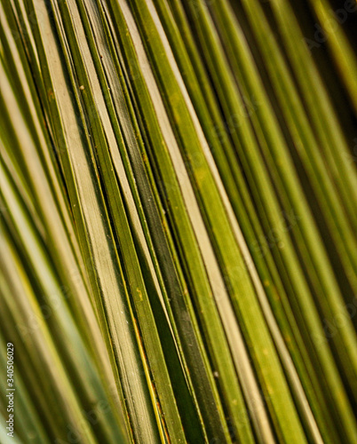 A closeup picture of a coconut tree leaves.