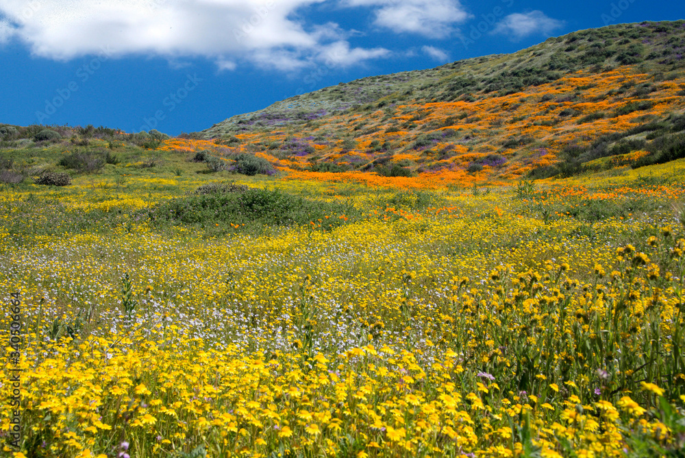 field of yellow flowers and poppies with blue sky and clouds in spring time bloom in Diamond Valley Lake, Hemet, California