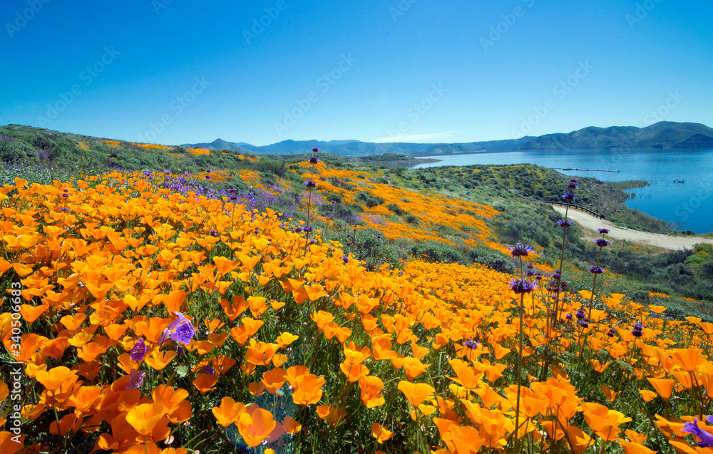 Fototapeta premium Golden poppies spring time carpet in Diamond Valley Lake, California