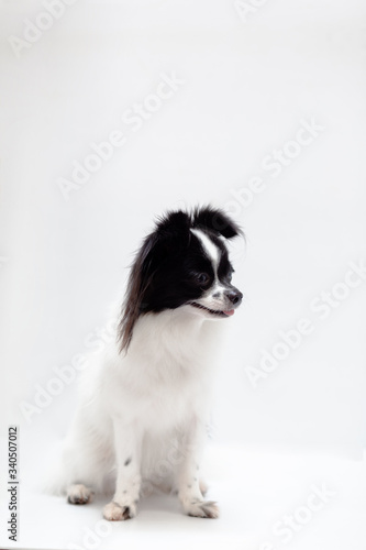long haired chihuahua puppy on a white background