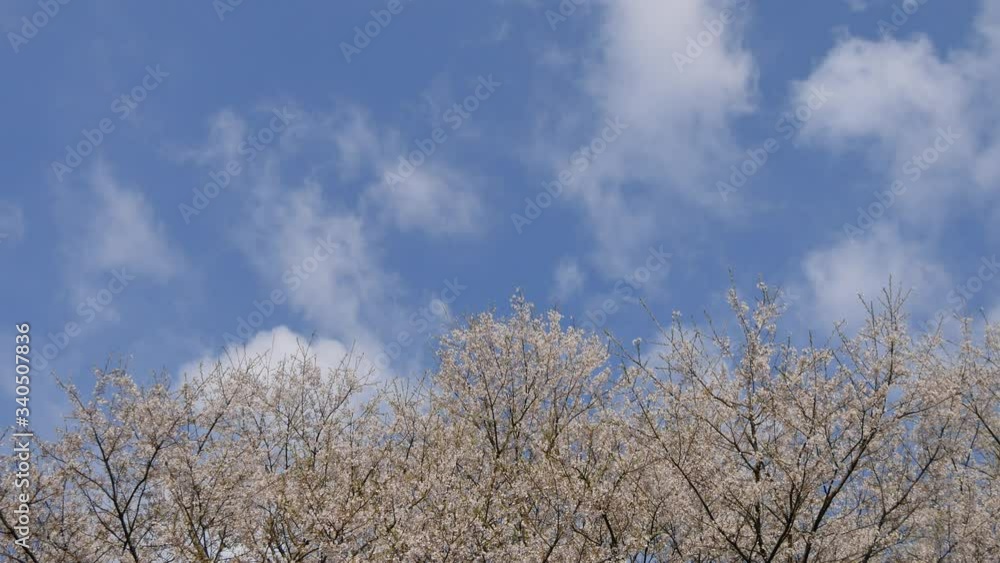 桜 日本 桜 日本