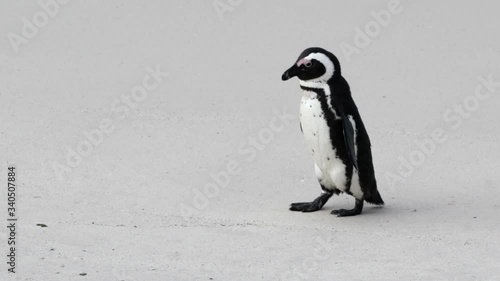 Slow motion close-up lockdown shot of a cute African penguin walking on a sandy beach - Cape Town, South Africa