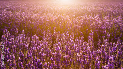 Epic vibrant warm Summer sunset over epic lavender field landscape
