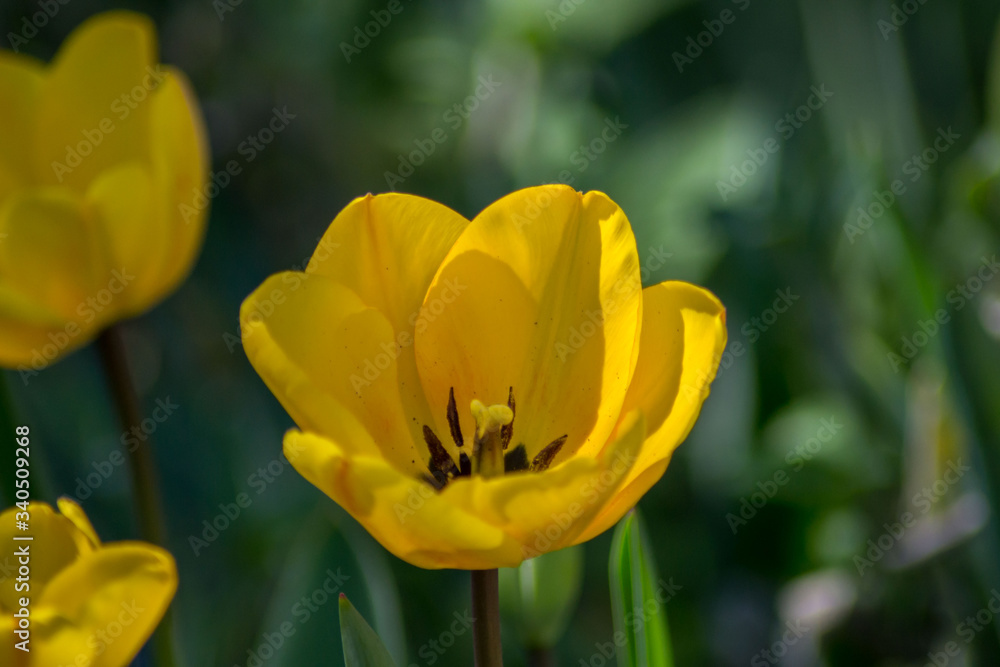 Macro tulip stamen, close-up of spring flower in the garden, single yellow colored tulip, seasonal flora Macro tulip stamen, close-up of spring flower in the garden, single yellow colored tulip, seasonal flora