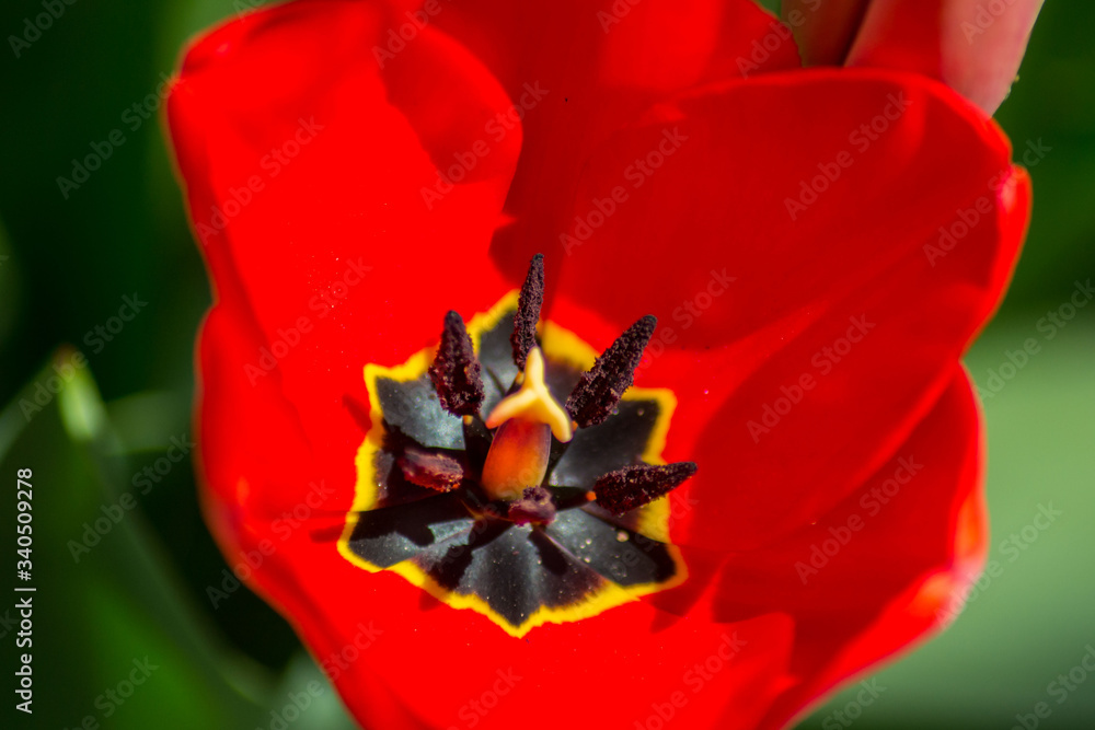 Macro tulip stamen, close-up of spring flower in the garden, single red colored tulip, seasonal flora Macro tulip stamen, close-up of spring flower in the garden, single red colored tulip, seasonal flora