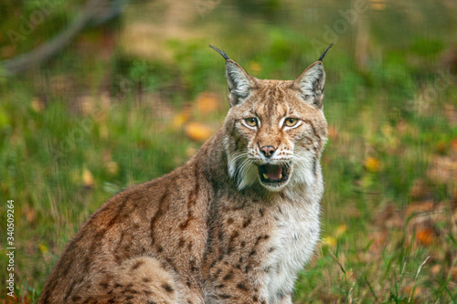 Canvas Print Luchs