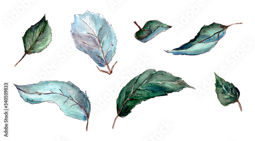 illustration, watercolor, isolated green leaves of fruit trees on a white background