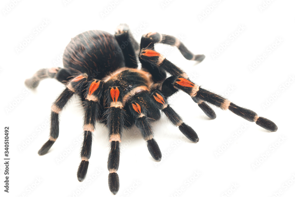 Brachypelma auratum ( Mexican flame knee) is a tarantula endemic to the ...