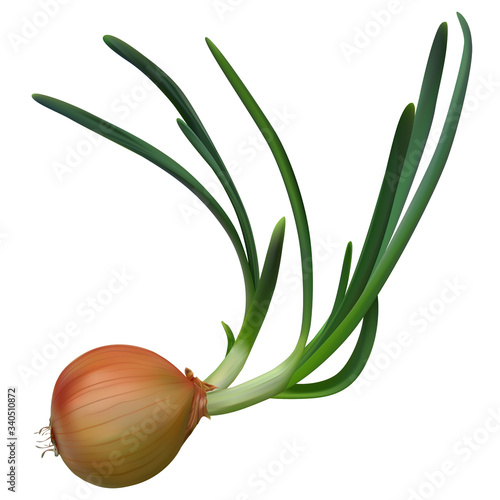 realistic onion bulb with green sprouts  on white background . isolated vector illustration