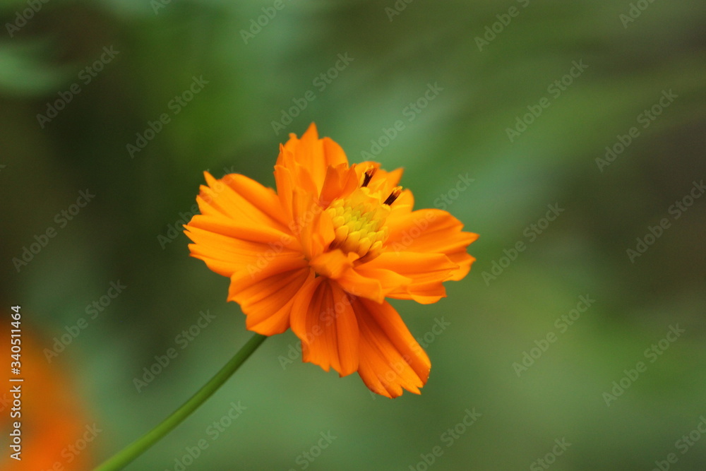 Beautiful nature and its different macro living forms Beautiful nature and its different macro living forms