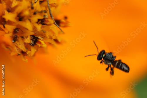 Beautiful nature and its different macro living forms 