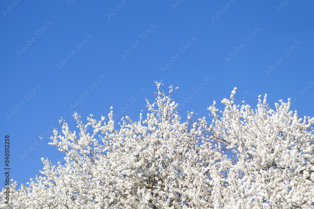 Background with place for text. Beautiful white flowers on a background of blue sky. Flowering cherry plum tree. Background with place for text. Beautiful white flowers on a background of blue sky. Flowering cherry plum tree.