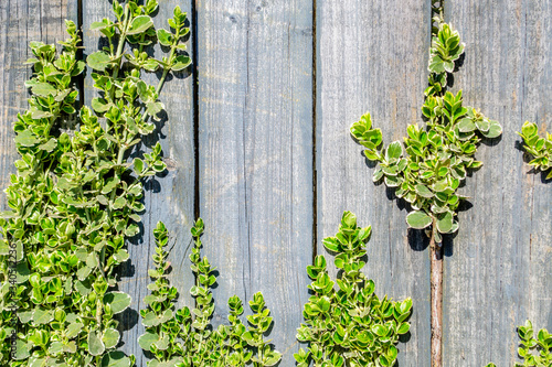 Natural background. Old wooden fence and young twigs of a plant with green leaves. Place for text.