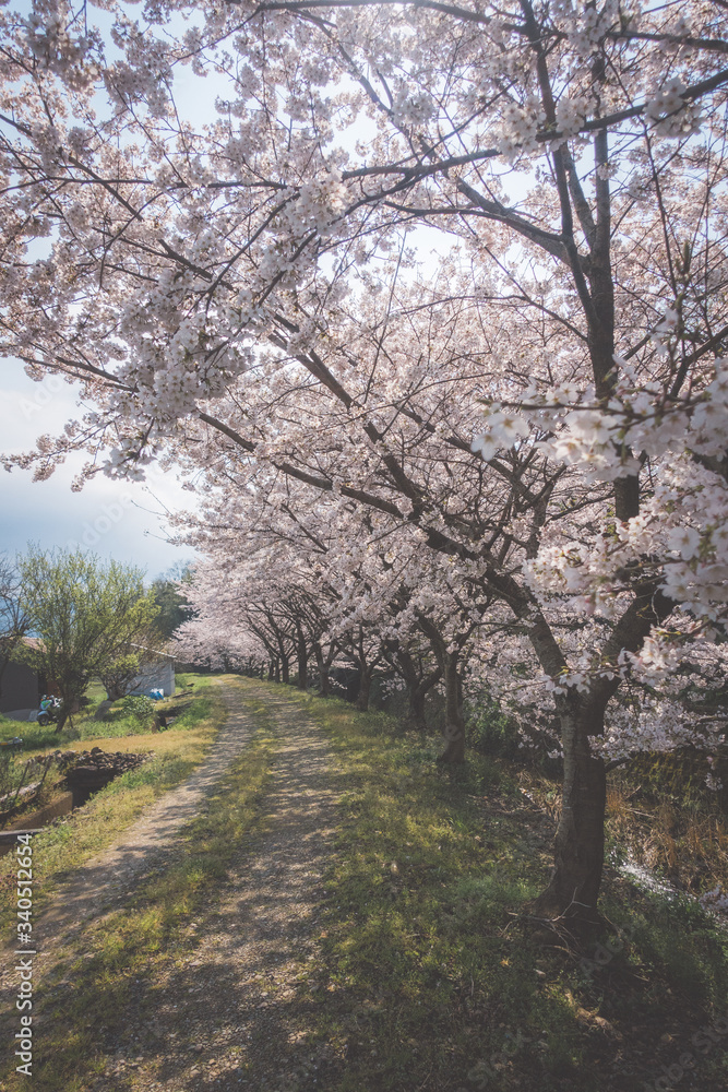 満開の桜並木と農道