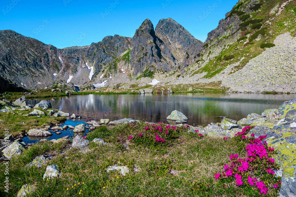 Pink rhododendron bush and Taul Portii glacier lake, Retezat mountains ...