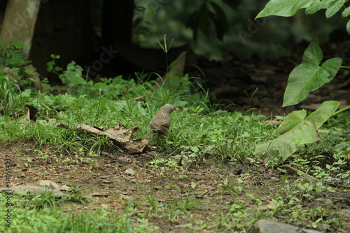 Beautiful nature and its different macro living forms 