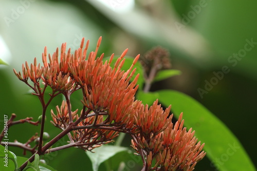 Beautiful nature and its different macro living forms 