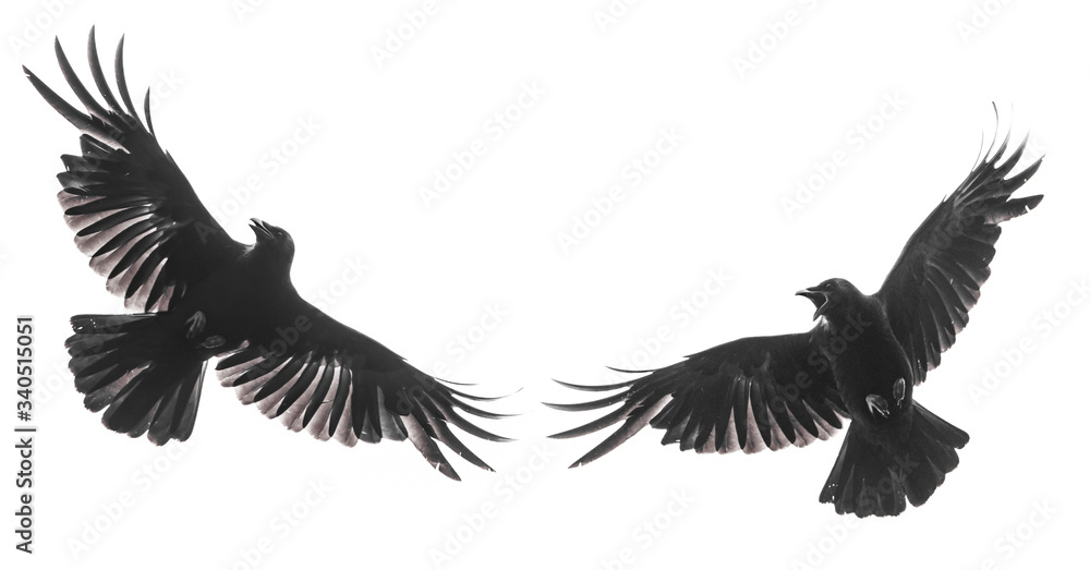 Obraz Isolated carrion crow in flight with fully open wings