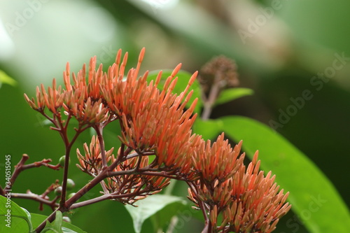 Beautiful nature and its different macro living forms 