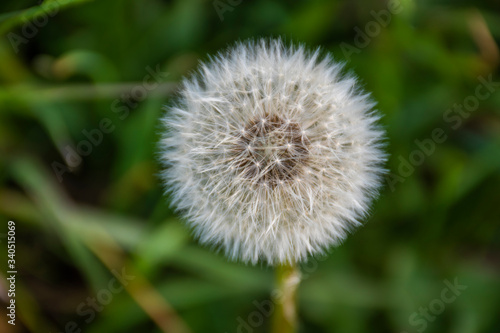 dandelion close-up zero