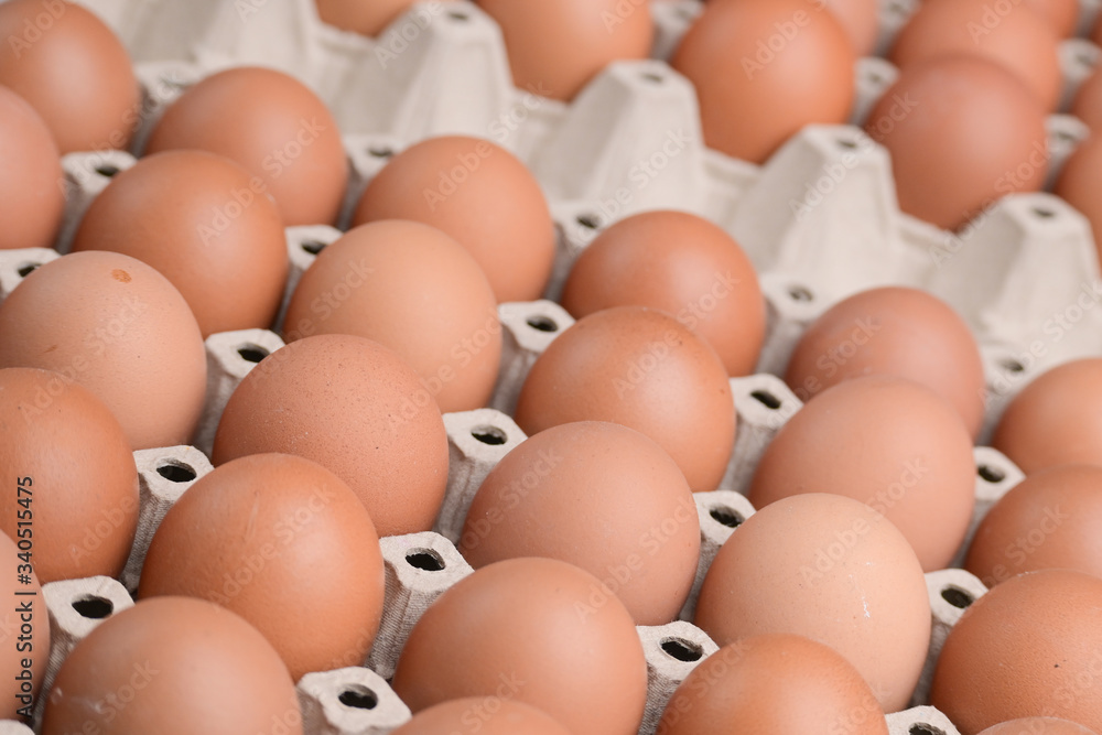 fresh organic egg in paper panel of consume industry fresh organic egg in paper panel of consume industry
