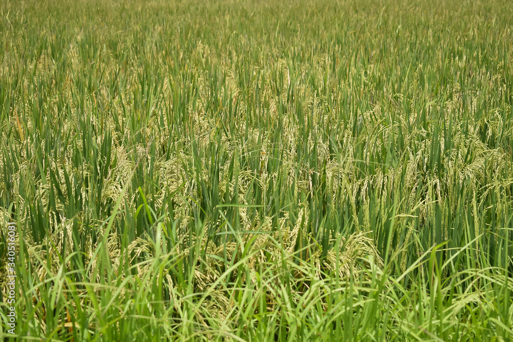 Rice fields in rural areas of Bali. Agricultural life. Traditional farming. Close up photography. Rice fields in rural areas of Bali. Agricultural life. Traditional farming. Close up photography.