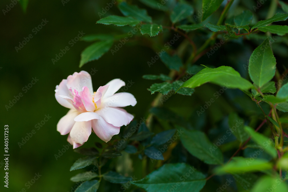 White wild rose in the garden White wild rose in the garden