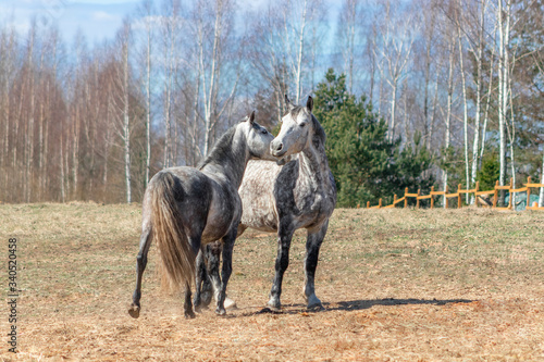 Acquaintance of two grey horses in the pasture on sunny spring day. 