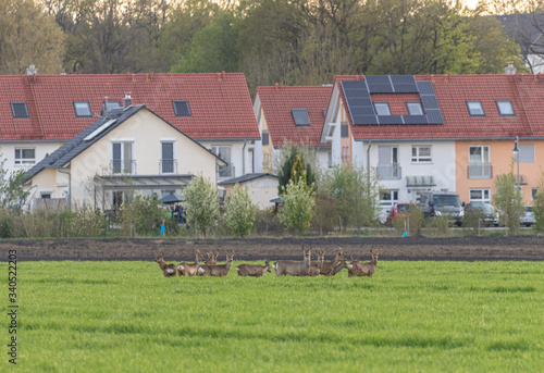 Rehe Rudel Germering München, Tiere in der Stadt, lustig Rotwild