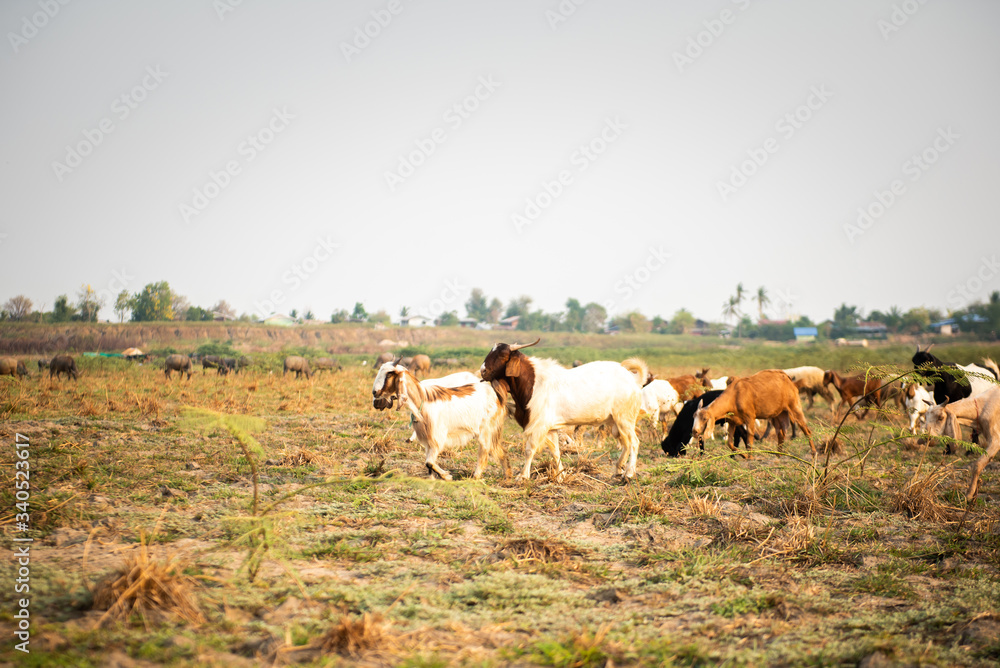 Fototapeta premium Goat eating grass in green meadow