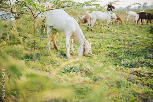 Goat eating grass in green meadow