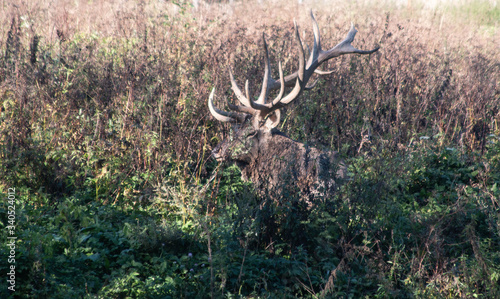 deer with horns lies in the grass