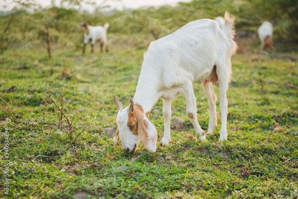 Goat eating grass in green meadow
