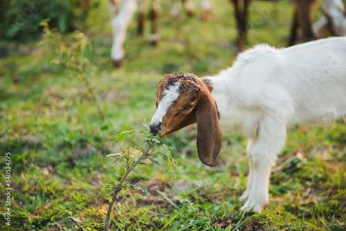 Goat eating leaf in green meadow