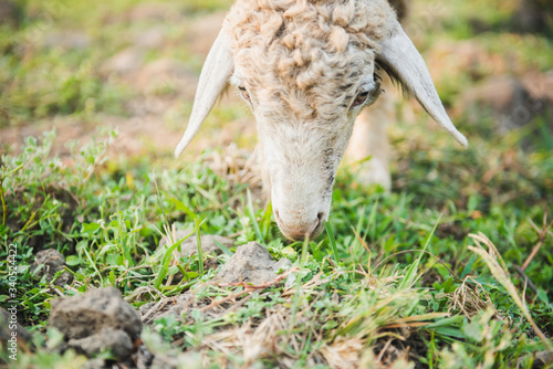 Goat eating grass in green meadow