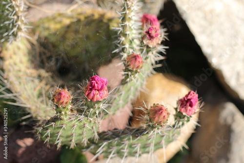 Drimiopsis maculata photo