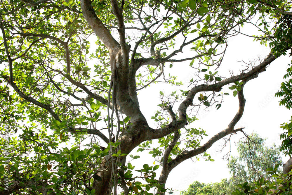 Tree Tree