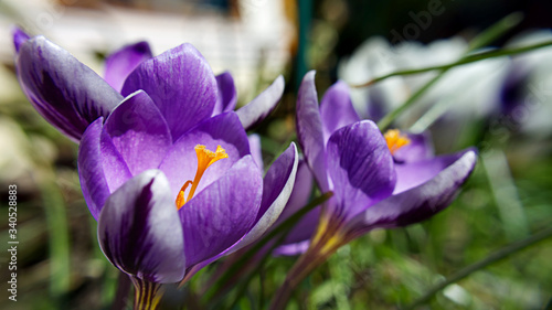 crocuses minimus spring beatuy close-up