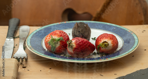 Hausmaus in Küche mit Erdbeeren