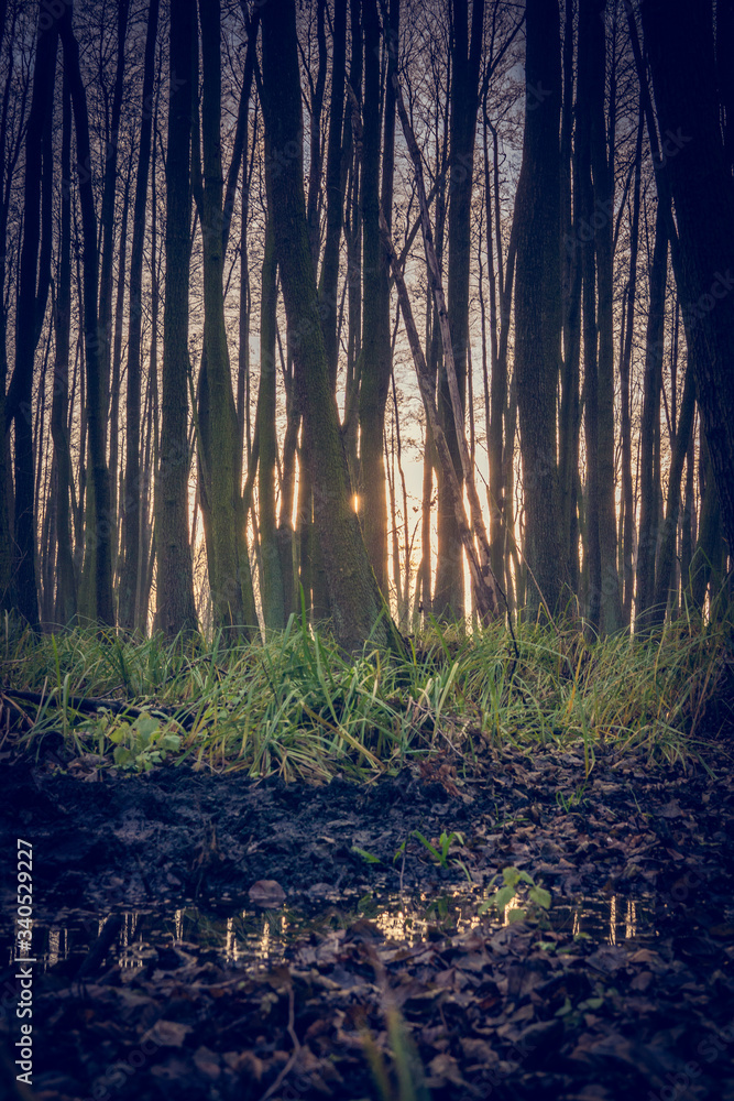 Fototapeta premium morning in the forest