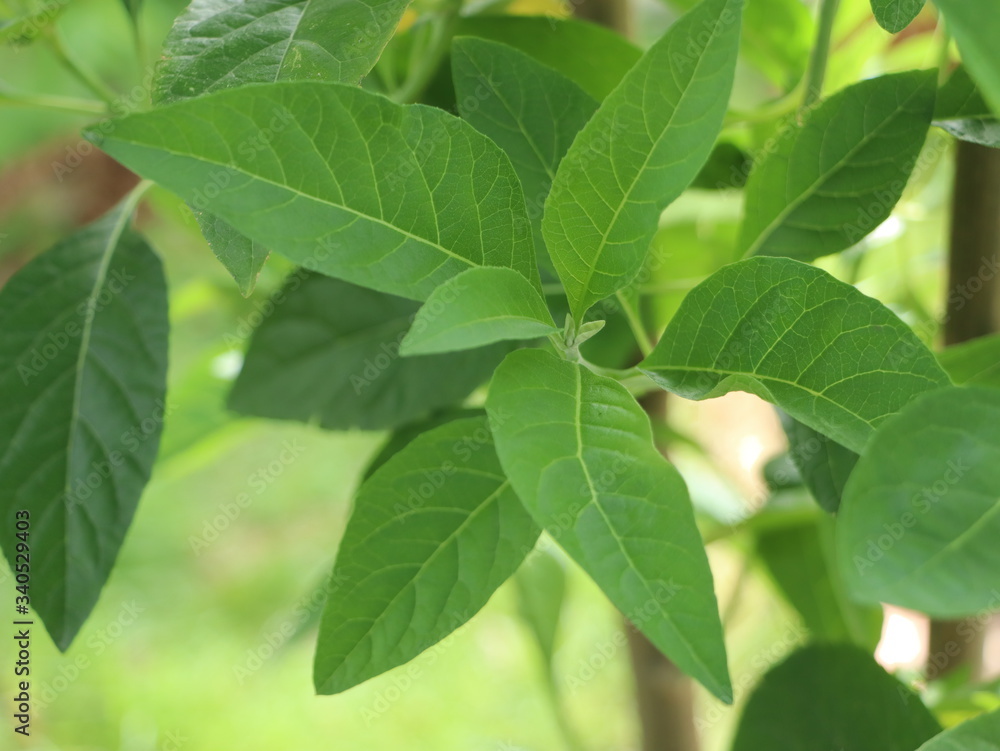 Fresh green leaves of Bitterleaf tree in the garden. Nanchao Wei is an herb tree that is native to China.