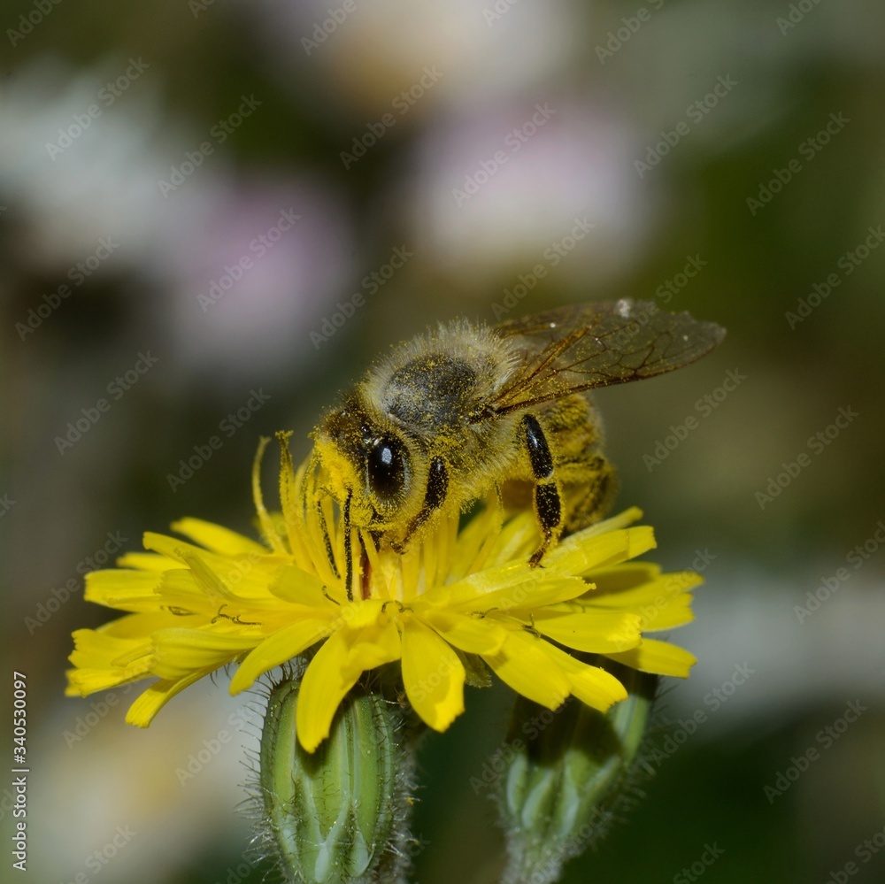 Close-up of honey bee collecting nectar on yellow dandelion flower on multicolored blurred background Close-up of honey bee collecting nectar on yellow dandelion flower on multicolored blurred background