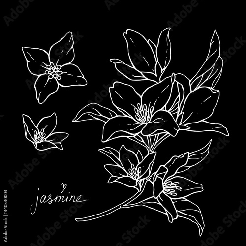 Jasmine flowers are isolated on a black background. Branch with buds and leaves vector illustration hand work. White contour on black background.