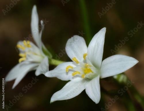 Close-up of Star of Bethlehem white spring flower on blurred background 