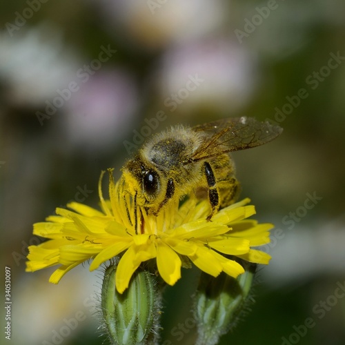 Close-up of honey bee collecting nectar on yellow dandelion flower on multicolored blurred background 