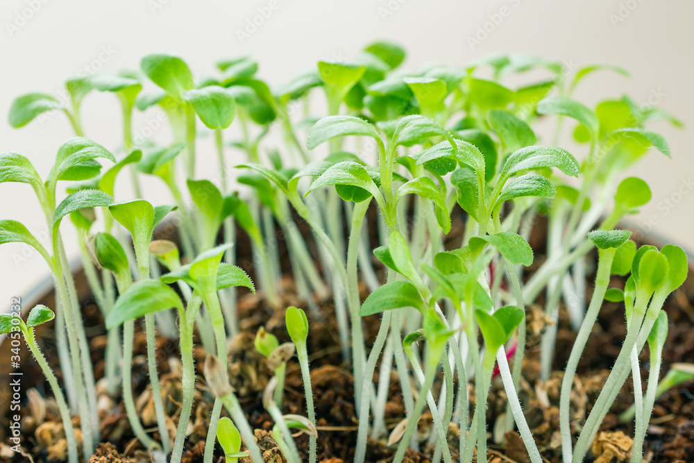 Obraz premium Microgreen sprouting close-up. Germination of seeds at home. Detailed macro photo. Vegan and healthy eating concept. Growing sprouts, superfood.