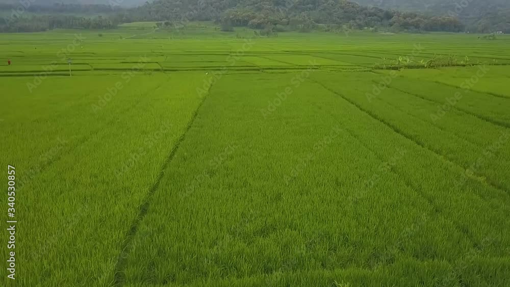 Great paddy fields in Nanggulan, Kulonprogo, Yogyakarta Great paddy fields in Nanggulan, Kulonprogo, Yogyakarta